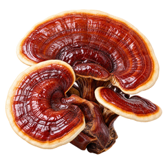 REISHI MUSHROOM