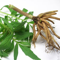 Valerian Root