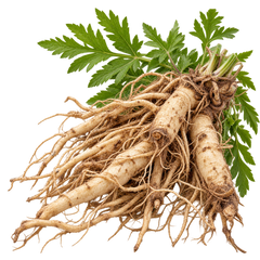 VALERIAN ROOT
